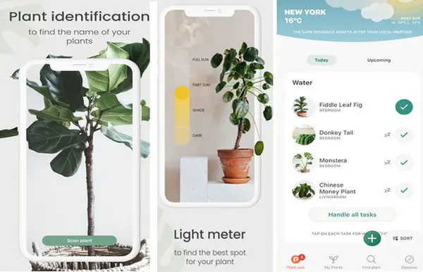 planta application pour reconnaître les plantes