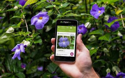 Application pour reconnaître les plantes : top 12 des meilleures appli