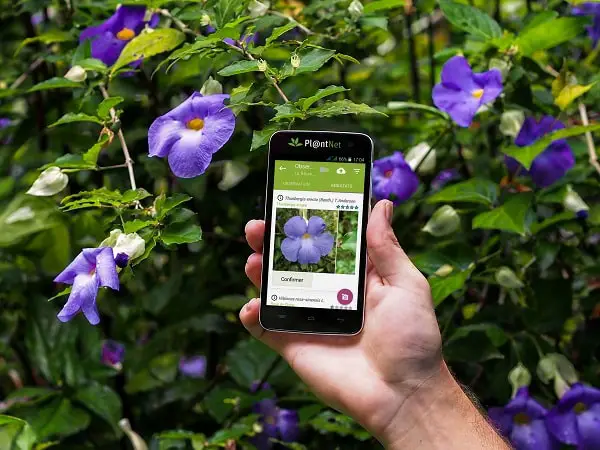 plantnet meilleure appli reconnaissance plante