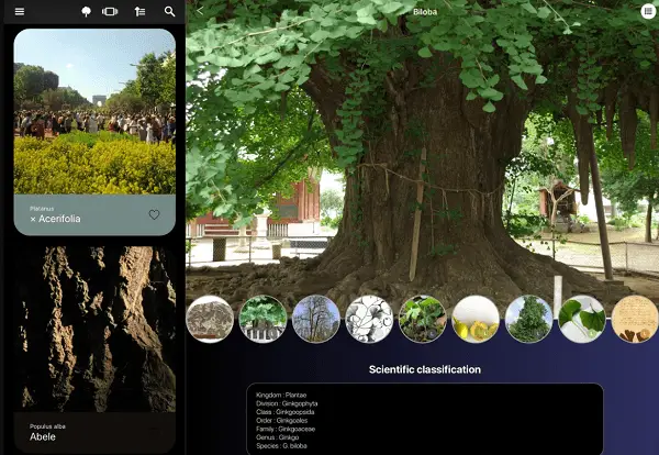 Application pour reconnaître les arbres : top 10 des meilleures applis
