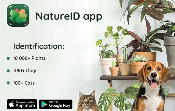 nature ID application reconnaitre arbre