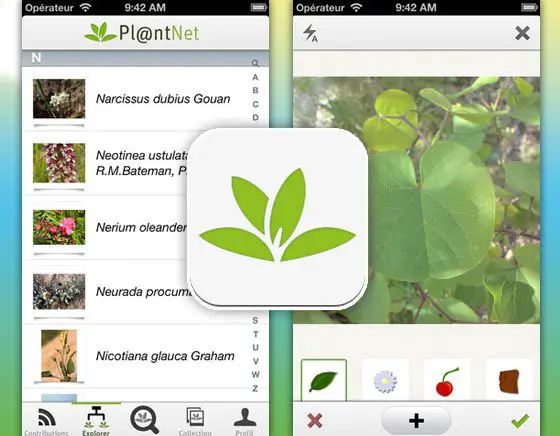 plantnet meilleure application arbres